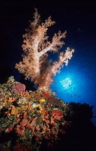 Large Soft Tree Coral (Dendronephthya rubeola) against the sun, Jessie Beazley Reef, Sulu Sea, Palawan, Philippines.