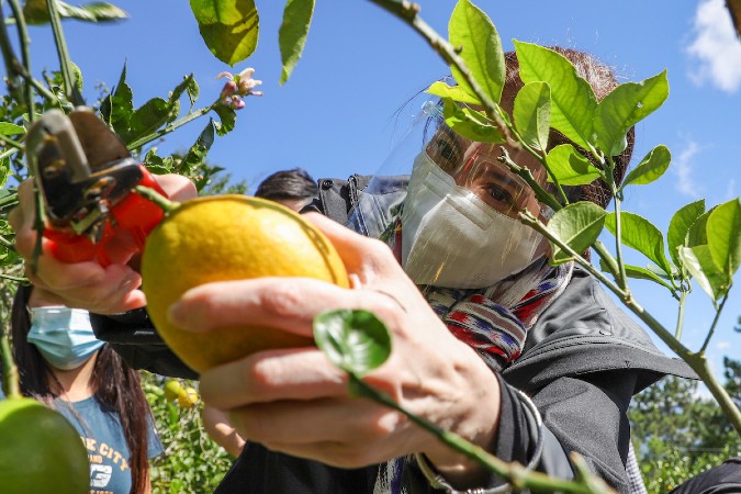 Armandos Lemon Farm