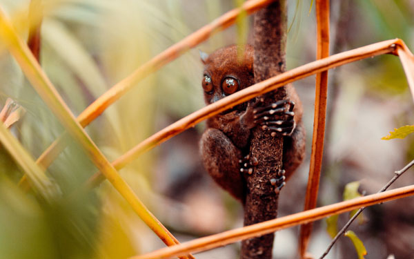 Tarsier Sanctuary, Bohol