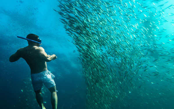 Holiday Packages_0012_Philippines Island Hopper Tru Travels Sardine Run, Moalboal