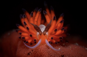 Nudibranch, taken by Cem Gazivekili from Turkey
