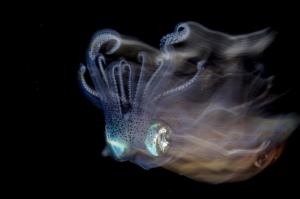 Cephalopod, taken by Lilian Koh from Singapore