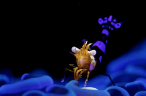 Underwater Macro/Supermacro Photograph by Wu Yung Sen from Taiwan
