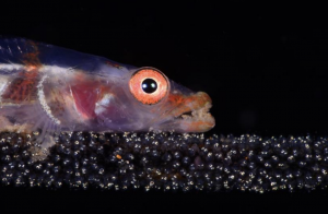 Marine Behaviour Photography, by Cem Gazivekili from Turkey
