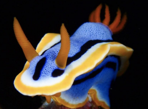 Nudibranch, photo by Ronald Dalawampu from Philippines