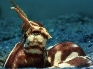 Cephalopod photo by Ian Amboy from Philippines