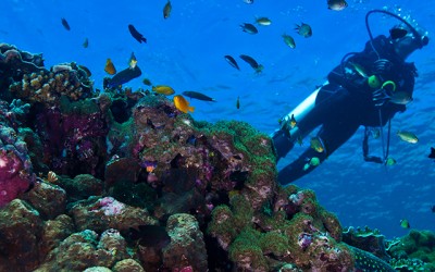Anilao Diving