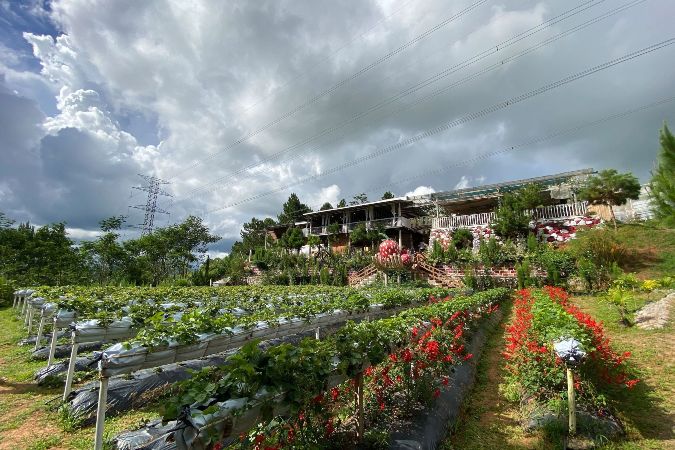 Taglucop Strawberry Hills Garden