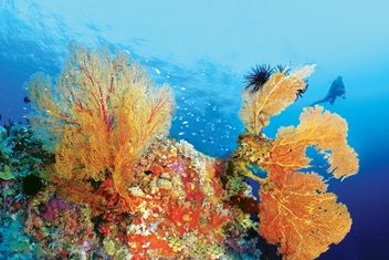 Tubbataha Reef