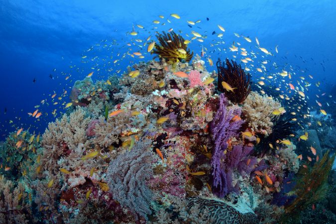 Tubbataha Reef